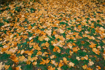 grass ground falling foliage autumn background seasonal scenery colorful October time