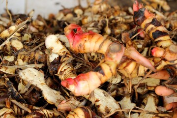 Fresh galangal rhizomes harvested from Thai herbal farm, used in traditional medicine and Southeast Asian cooking