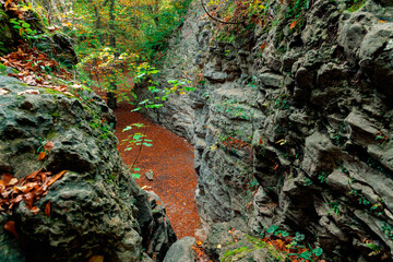 outdoor forest rocky natural scenic environment view cold stones and colorful foliage of September month
