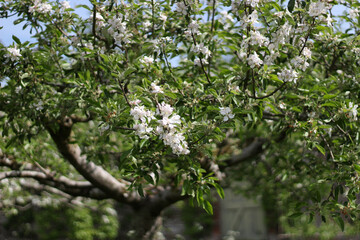 Blossoming branch of apple tree in spring garden. Selective focus.