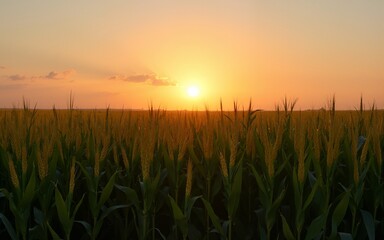Panorama of corn field at sunset. High quality