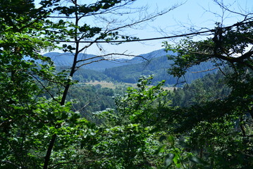 Pf&auml;lzer Wald_017
