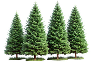 Four Lush Evergreen Trees, Serene Nature Scene, Tranquil Mood, Isolated on Black Background.