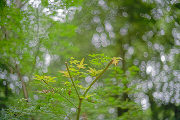 Japanese Maple leaves natural bokeh background