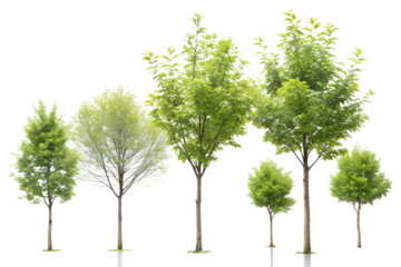 Vibrant Spring Trees:  Four Lush Green Trees Against an Abstract Colorful Background, Isolated on Black.