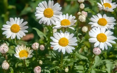 Fototapeta premium Vibrant White Daisies in Full Bloom Close Up