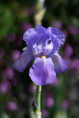 close-up of a vibrant purple iris flower with delicate petals and fine textures in natural light and soft focus
