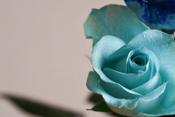 青い薔薇