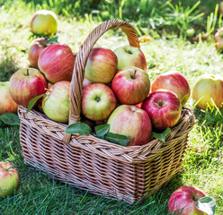 Ripe apples in a wicker basket on the green lawn in the orchard close up, front view.