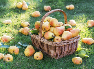 Ripe pears in a wicker basket on the green lawn in the orchard close up, front view.