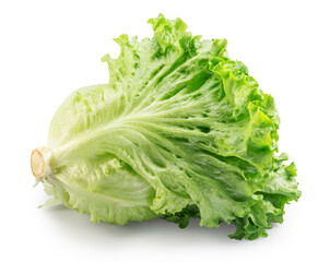 Wavy ruffled leaves of Batavia lettuce on white background. File contains clipping path.