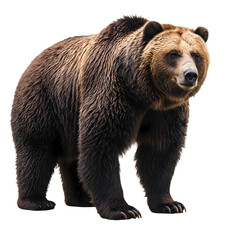 Fototapeta premium A Majestic Brown Bear A Portrait of Strength and Wildness isolated on transparent background