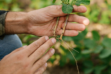 Close-up of agronomist’s hands holding a soybean plant while inspecting nitrogen-fixing bacteria...