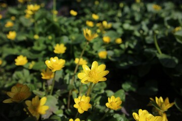 Obraz premium Vibrant yellow flowers in a lush garden.
