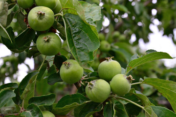 Green apples growing on a tree branch with leaves close up organic