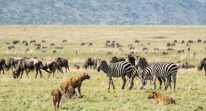 Zebras and hyenas coexist in the vast Serengeti alongside the incredible wildebeests Tanzania Serengeti