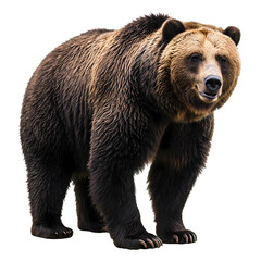 Fototapeta premium Grizzly Bear Majestic Presence isolated on transparent background