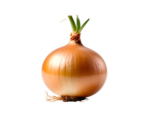 Single yellow onion on dark background