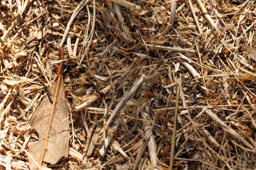 ants on the ground