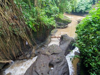 Campuhan river flows through a lush green jungle in Ubud, Bali, Indonesia. The water is muddy and...