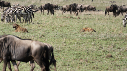 A Captivating Wildlife Gathering in the Savanna Featuring Zebras and Wildebeests in Motion Tanzania...