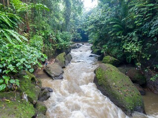 Campuhan river flows through a lush green jungle in Ubud, Bali, Indonesia. The water is muddy and brown, and the banks are covered in dense vegetation. The scene is peaceful and serene.