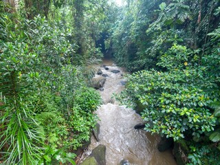 Campuhan river flows through a lush green jungle in Ubud, Bali, Indonesia. The water is muddy and brown, and the banks are covered in dense vegetation. The scene is peaceful and serene.