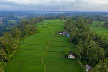 Aerial view of lush green rice terraces in Ubud, Bali, Indonesia. Farmers cultivate rice, a staple food, using traditional methods in this scenic landscape.