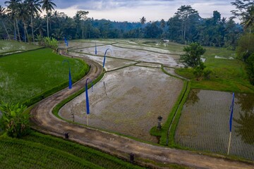 Aerial view of rice paddies in Ubud, Bali, Indonesia. The rice fields are flooded and ready for planting. Blue flags mark the boundaries of the fields. A dirt road runs through the paddies.