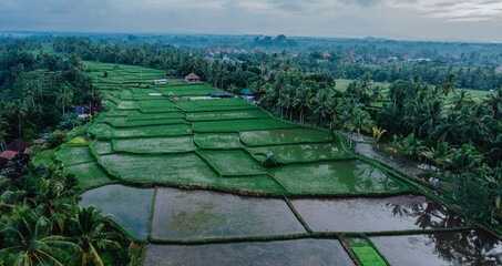Aerial view of rice paddies in Ubud, Bali, Indonesia. Farmers cultivate rice in terraced fields, showcasing traditional agriculture and landscape.