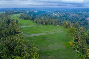 Aerial view of lush green rice terraces and palm trees in Ubud, Bali, Indonesia. The rice paddies are a vital part of the local economy and culture.