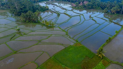 Aerial view of rice terraces in Ubud, Bali, Indonesia. Farmers cultivate rice, a staple food, using traditional methods in the lush landscape. ,