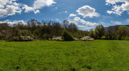 Amazing panorama of a green meadow in the mountains. The meadow is covered with a blue sky filled with white fluffy clouds.  Spring or summer nature photography.