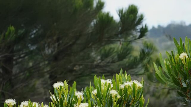 White flowers of the golden penda blooming in the australian forest