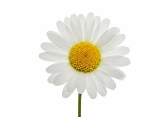 Naklejka premium Daisy Flower, White Petals Yellow Center Isolated on white background