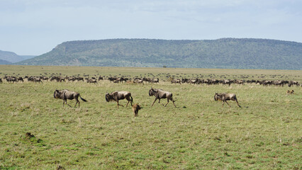 The aweinspiring Wildebeest Migration unfolds magnificently across the African plains Tanzania...