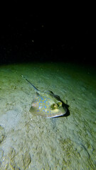 Stingray on a sandy bottom. A stingray lies on a sandy ocean bottom at night underwater.