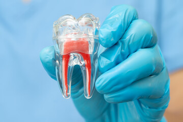 Asian dentist holding dental implant, artificial tooth roots into jaw, root canal of dental...