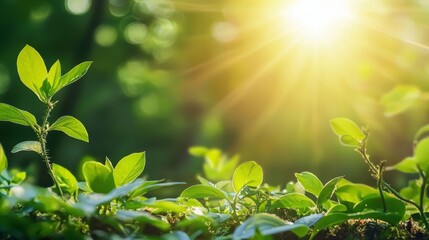 Awakening to Life's Potential with Sunlight