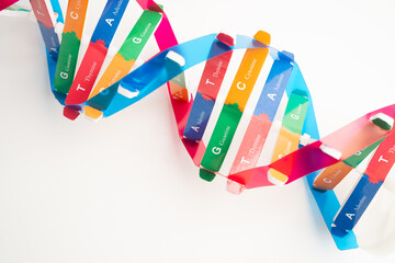 DNA or Deoxyribonucleic acid is a double helix chains structure formed by base pairs attached to a...