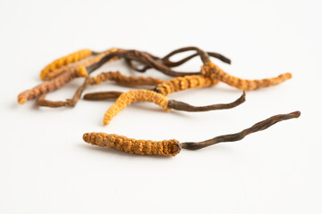 Cordyceps or Ophiocordyceps sinensis mushroom herb is fungus for used as medicine on white background.