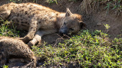 A hyena is seen relaxing in a beautiful African landscape, enjoying its natural habitat