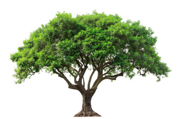 Ester tree with green leaves isolated on transparent background