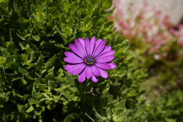 The Bornholm daisy (Osteospermum ecklonis, syn.: Dimorphotheca ecklonis DC.) is a species of...