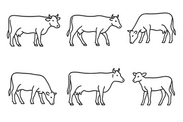 Multiple line drawings of cows in various positions showcasing their movements and feeding habits on a white background