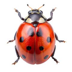 ladybug on white background
