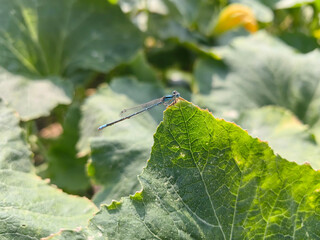 spider on leaf