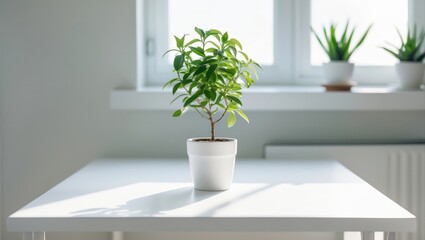 Bright indoors with a small green potted plant on a white table, surrounded by natural window light