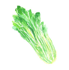 京壬生菜の水彩イラスト &ndash; 京都の伝統的な葉野菜