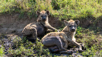 Playful and adorable Hyenas Resting Together in the Beautiful Grasslands of Africa Tanzania...